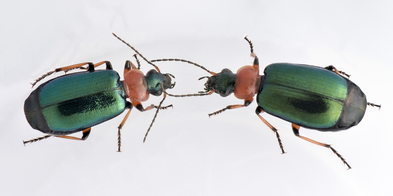 Carabidae:  Lamprias cyanocephalus?  S !